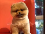 Safkan Teddy Face Pomeranian Arayanlara