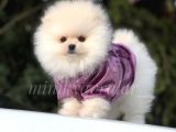 Safkan Pomeranian Arayanlara