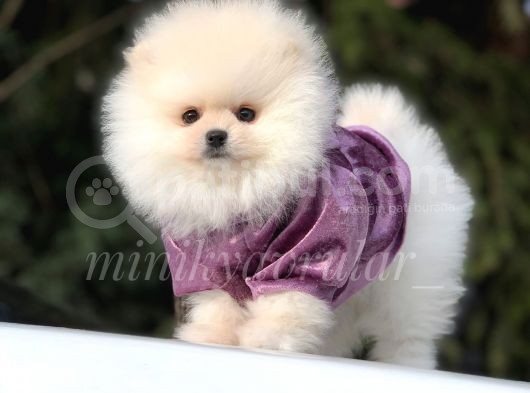 Safkan Pomeranian Arayanlara