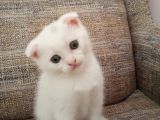 Beyaz Scottish Fold Son 2 Yavru