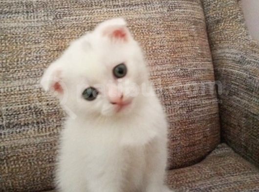 Beyaz Scottish Fold Son 2 Yavru görsel