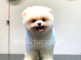 Irkının En İyileri Pomeranian Yavrularımız