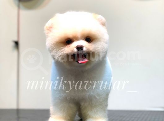 Irkının En İyileri Pomeranian Yavrularımız görsel