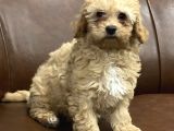 Kayısı Renk Maltipoo Yavrularımız