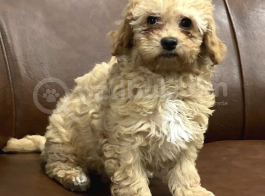 Kayısı Renk Maltipoo Yavrularımız görsel