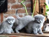 Scottish Fold Yavruları