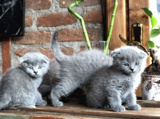 Scottish Fold Yavruları