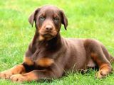 King Dobermann Yavruları