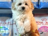 Bebek Surat Malitpoo Dişi Yavrumuz