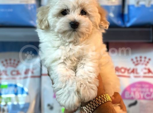 Bebek Surat Malitpoo Dişi Yavrumuz görsel