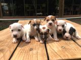 Jackrussel Yavrularımız