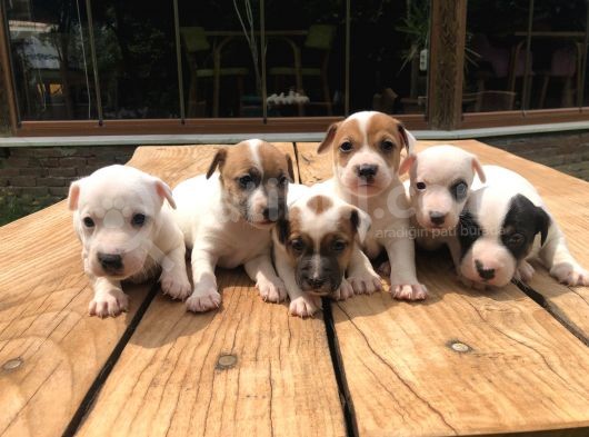 Jackrussel Yavrularımız
