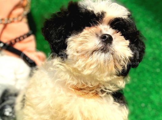 2.5 Aylık Erkek Maltipoo Yavrumuz görsel
