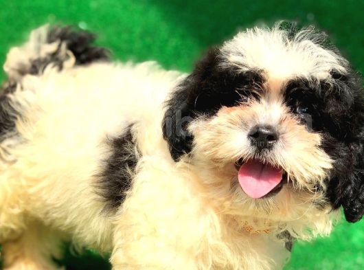 2.5 Aylık Erkek Maltipoo Yavrumuz