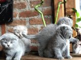Scottish Fold Yavruları