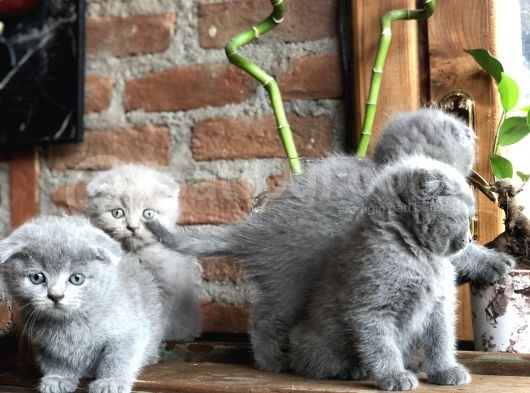 Scottish Fold Yavruları görsel