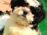 2.5 Aylık Erkek Maltipoo Yavrumuz