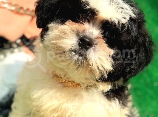 2.5 Aylık Erkek Maltipoo Yavrumuz görsel
