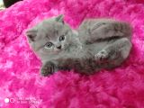 Orijinal British Shorthair
