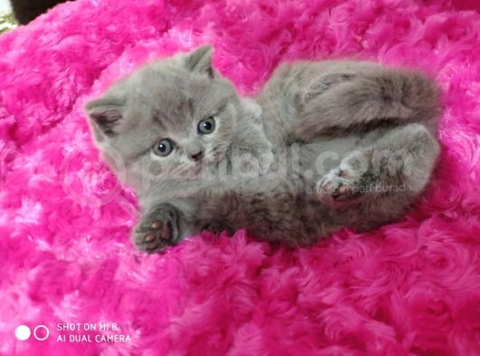Orijinal British Shorthair görsel