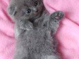Orijinal British Shorthair