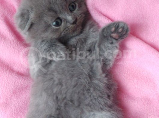 Orijinal British Shorthair görsel