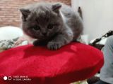 Orijinal British Shorthair