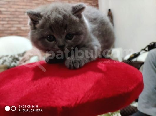 Orijinal British Shorthair görsel
