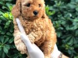 Toy Poodle Yavrular