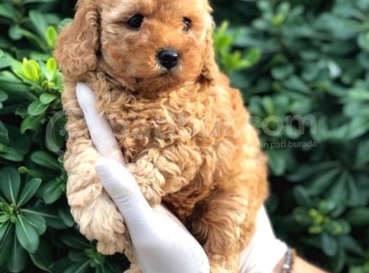 Toy Poodle Yavrular görsel