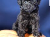 Toy Poodle Yavrular