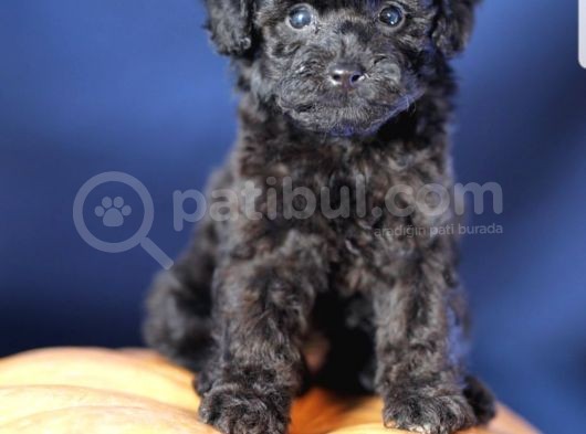 Toy Poodle Yavrular görsel