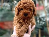Toy Poodle Yavrular