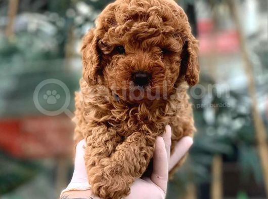 Toy Poodle Yavrular görsel
