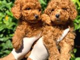 Toy Poodle Yavrular