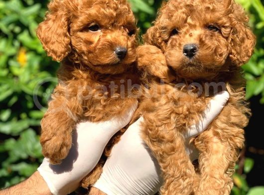 Toy Poodle Yavrular görsel