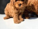 Toy Poodle Yavrular