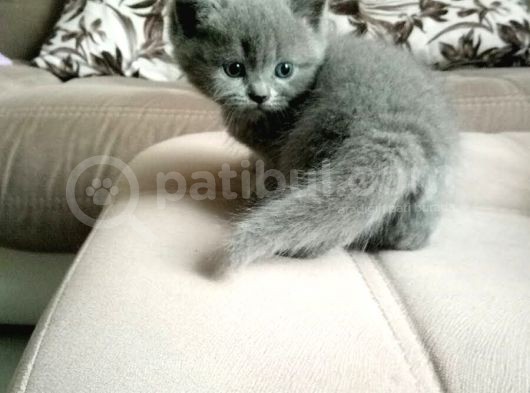 Orijinal British Shorthair
