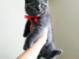 Scottishfold Son Dişi Yavrumuz