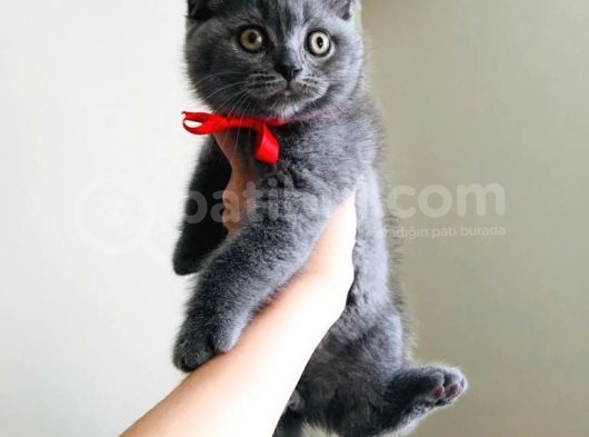 Scottishfold Son Dişi Yavrumuz