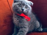 Scottishfold Son Dişi Yavrumuz