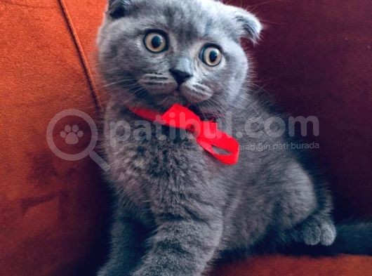 Scottishfold Son Dişi Yavrumuz görsel