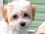 Maltipoo Cinsi Kızımız