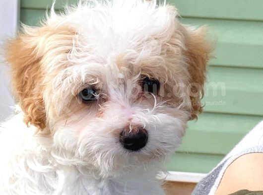 Maltipoo Cinsi Kızımız görsel
