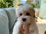 Maltipoo Cinsi Kızımız