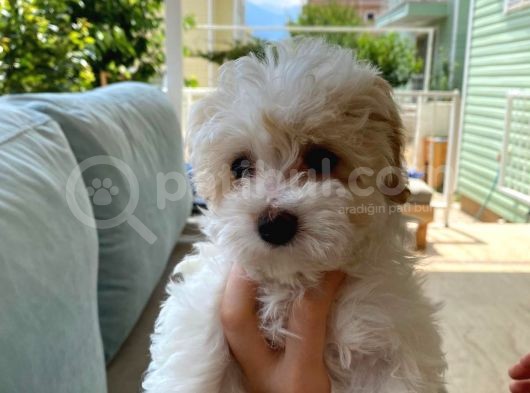 Maltipoo Cinsi Kızımız