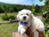 Safkan Maltipoo Yavrularımız