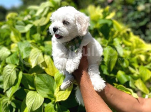 Safkan Maltipoo Yavrularımız görsel