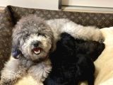 Silver Toy Poodle Yavrular