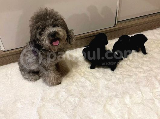 Silver Toy Poodle Yavrular
